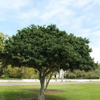 thumbnail for publication: Ligustrum japonicum: Japanese Privet